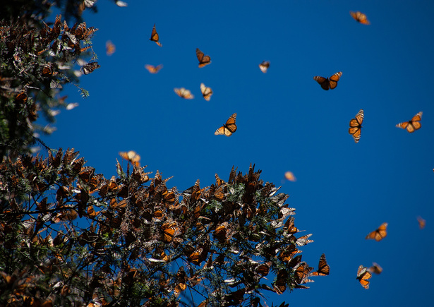 Mariposas, michoacan