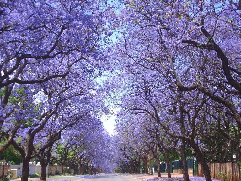 CDMX, Primavera, Life and Style, Paisajes Urbanos, QiA Inmobiliaria